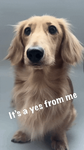 Dog Yes GIF