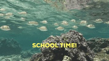 Coral Reef School GIF by U.S. Fish and Wildlife Service