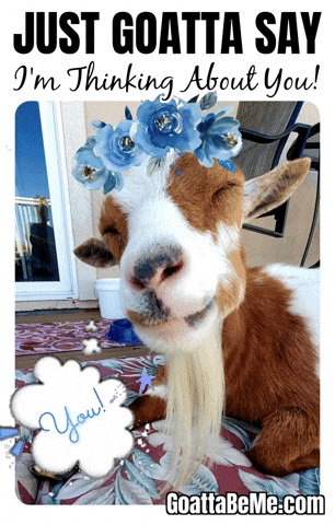 Love You Goats GIF by Goatta Be Me Goats! Adventures of Java, Toffee, Pumpkin and Cookie!