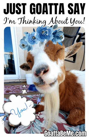 Love You Goats GIF by Goatta Be Me Goats! Adventures of Pumpkin, Cookie and Java!