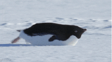 Wildlife gif. Penguin sliding forward across the snow on its full, round stomach, kicking its back feet out to propel itself forward. The scene is edited to look like the penguin is continuously in motion.