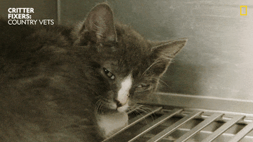 Tired Cat GIF by Nat Geo Wild