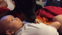 Rottweiler Showers Baby in Kisses