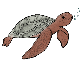 Turtle Sticker