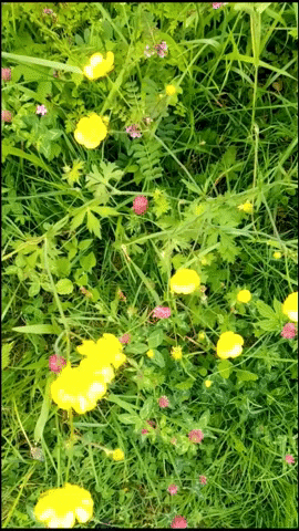 Happy Wild Flowers GIF