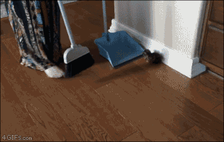 kittens cleanup GIF