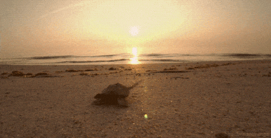 beach turtle GIF by Head Like an Orange