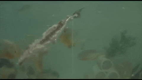 Image result for PIRANHA GIF