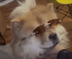 Dog With Glasses GIF