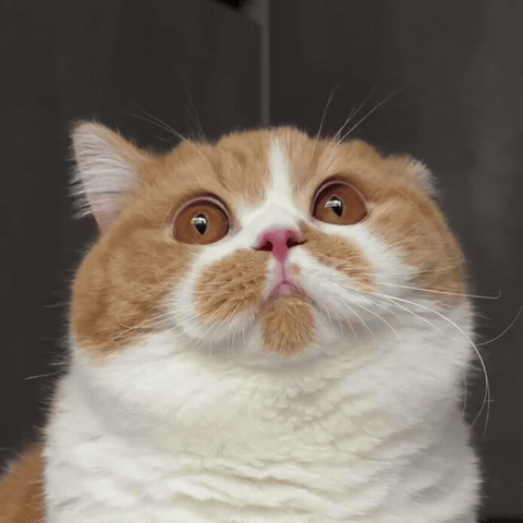 Wink Kiss GIF