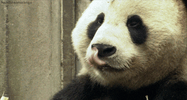 panda tongue GIF