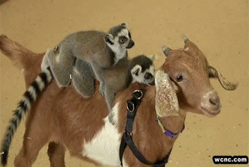 animal friendship