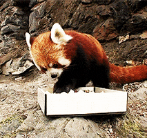 red panda eating GIF