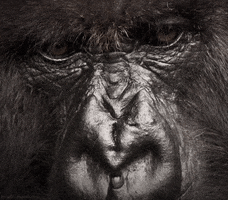 mountain gorilla GIF by Head Like an Orange