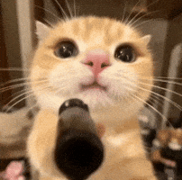 Cat Bang GIF