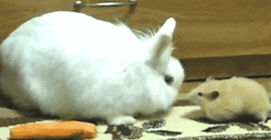rabbit mouse GIF