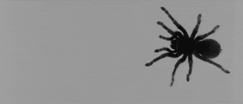 Resultado de imagen de gif araña