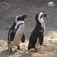 African Penguin Dance GIF by Tierpark Berlin