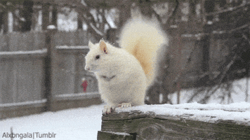 squirrel wagging GIF