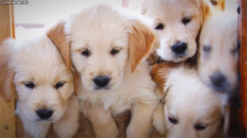 Kids Puppies GIF - Find & Share on GIPHY