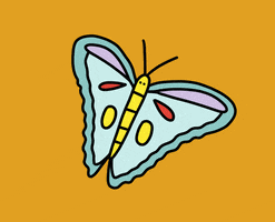 Butterfly Staring At You GIF