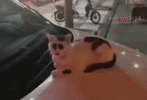 Sad Cat GIF by Rüzgar
