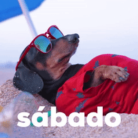 Using Gifs To Introduce You To Dog Days 