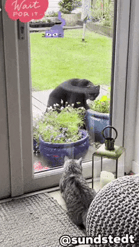 Cat-jump GIFs - Get the best GIF on GIPHY