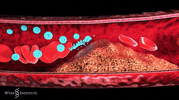 blood health GIF by Harvard University