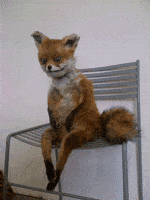 fox GIF