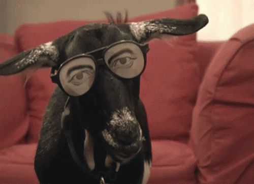 weird goat GIF by Cheezburger