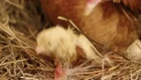 matka laska GIF