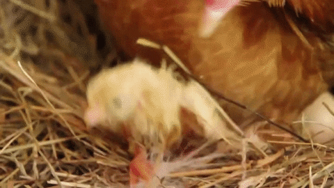 mother chick GIF
