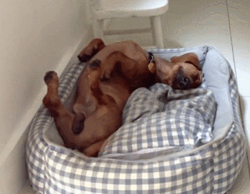 Dog Sleeps GIF - Find & Share on GIPHY