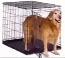 Coming Out Of My Cage GIF
