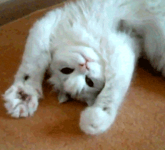 Describe you current mood in GIF