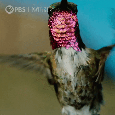 Hummingbird GIFs - Get the best GIF on GIPHY