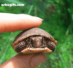 Если у черепахи нет панциря она считается голой или бездомной