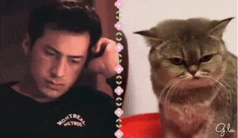 Angry Kitten GIF