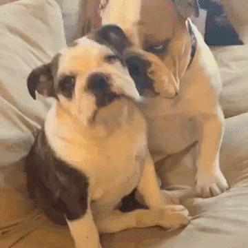 Instagram Resist GIF - Find & Share on GIPHY