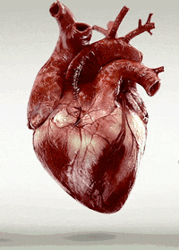 Heart Diagram GIF by Eko Health - Find & Share on GIPHY