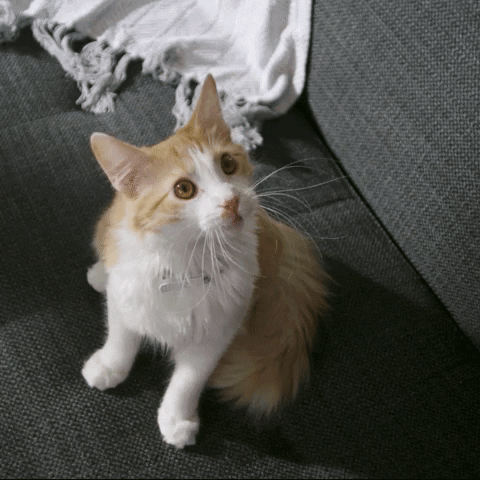 Video gif. A whiskery cat turns to look up at us with wide eyes. Text, "Wait, what?"