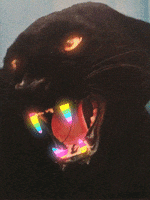 cat rainbow GIF