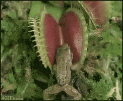 it's a trap fly GIF