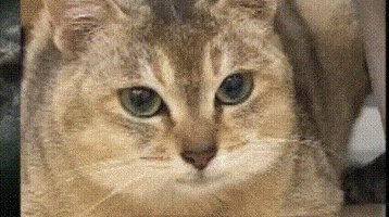 Mei Mei Cat GIF