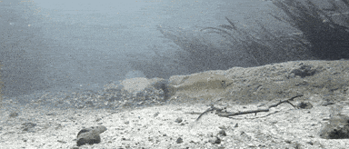 Catch-and-Kill Order Instituted for Canadian fisheries 💀