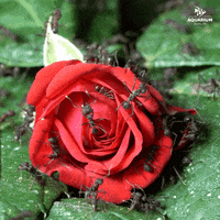 Valentines Day Rose GIF by Zoo Berlin