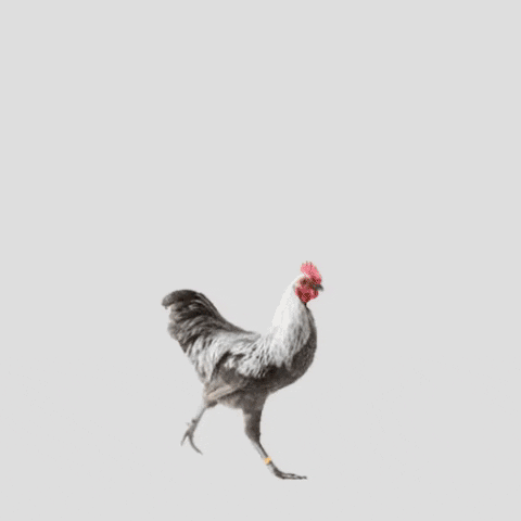 Winner Chicken GIF by Hacker Noon - Find & Share on GIPHY