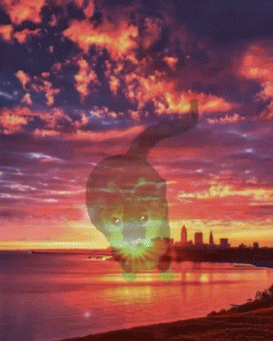 Good Morning Cat GIF