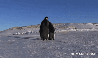 Penguin GIFs - Find & Share on GIPHY